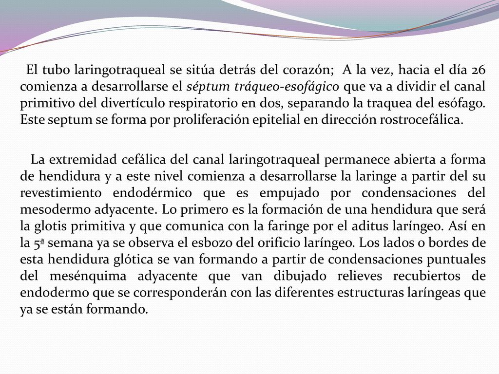 El tubo laringotraqueal se sitúa detrás del corazón; A la vez, hacia el día 26 comienza a desarrollarse el séptum tráqueo-esofágico que va a dividir el canal primitivo del divertículo respiratorio en dos, separando la traquea del esófago.