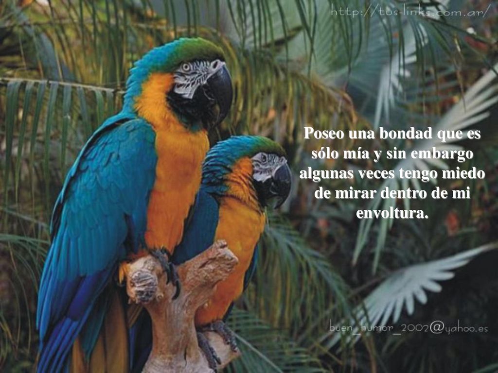 Poseo una bondad que es sólo mía y sin embargo algunas veces tengo miedo de mirar dentro de mi envoltura.