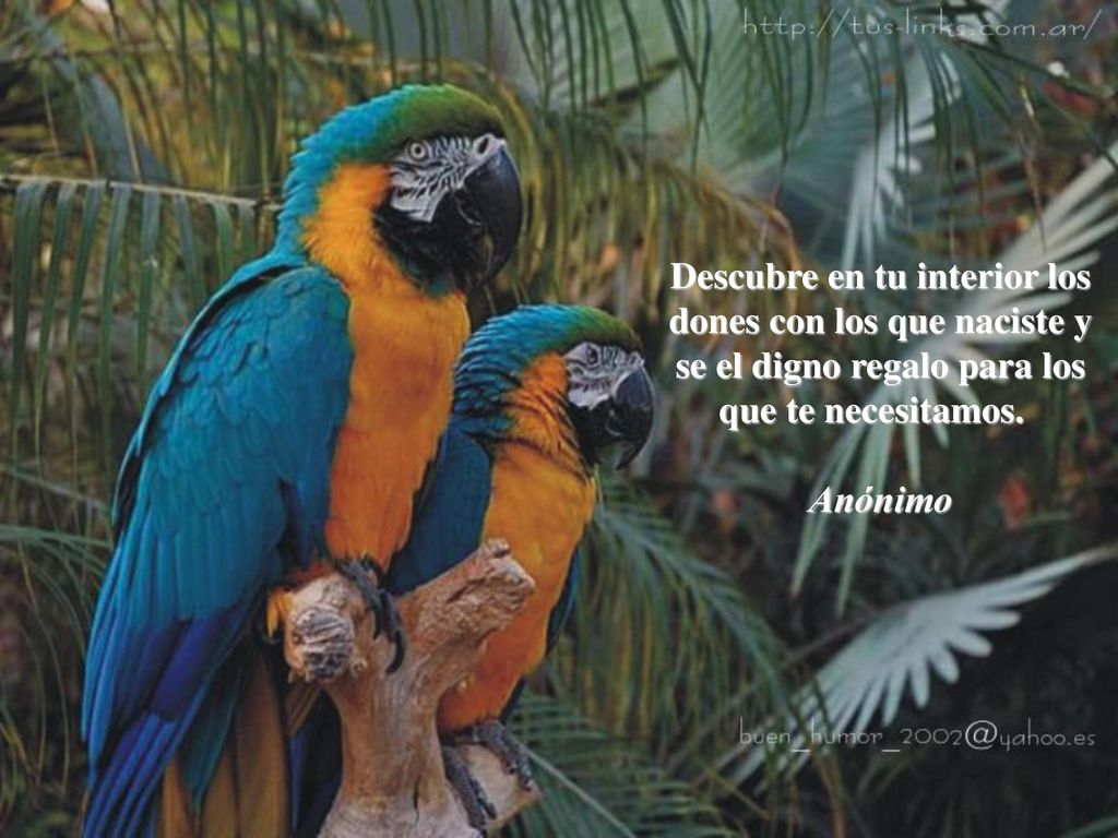 Descubre en tu interior los dones con los que naciste y se el digno regalo para los que te necesitamos.