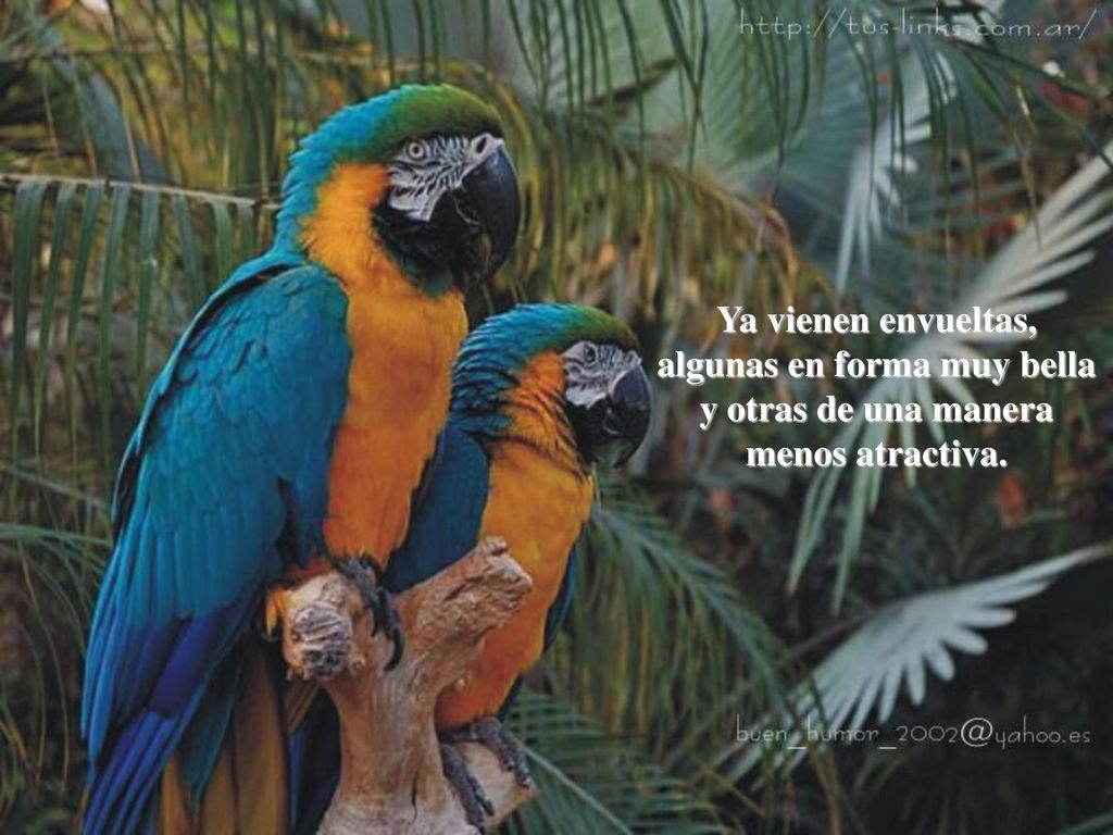 Ya vienen envueltas, algunas en forma muy bella y otras de una manera menos atractiva.