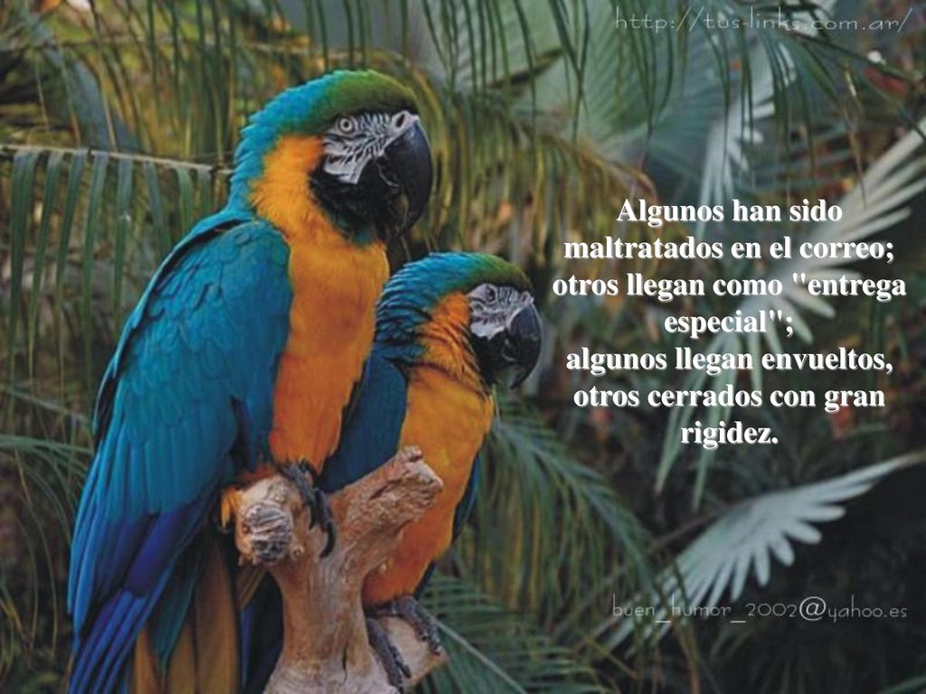 Algunos han sido maltratados en el correo; otros llegan como entrega especial ; algunos llegan envueltos, otros cerrados con gran rigidez.