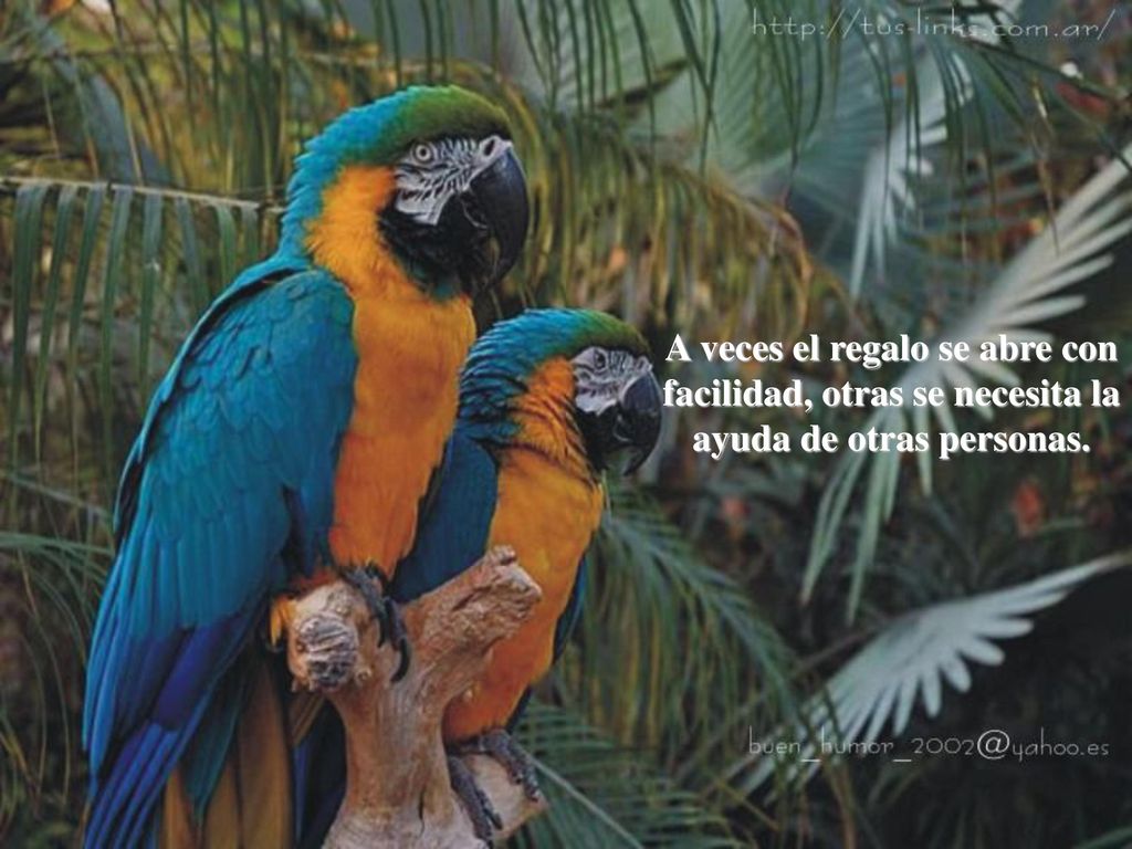 A veces el regalo se abre con facilidad, otras se necesita la ayuda de otras personas.