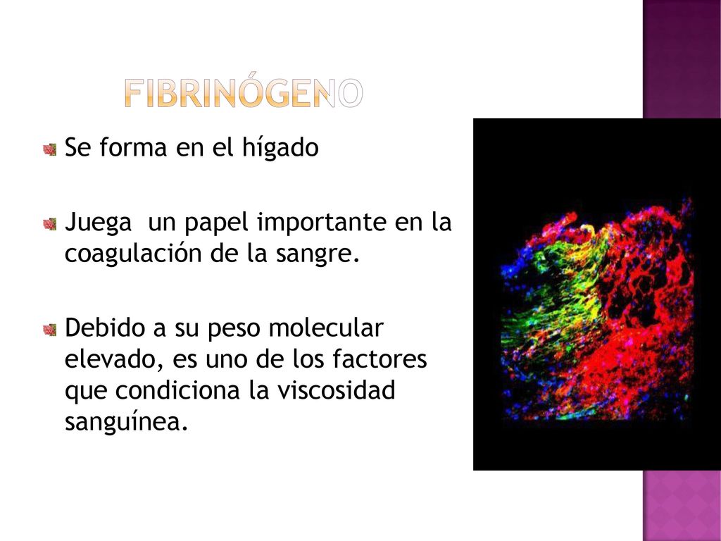 Se forma en el hígado Juega. un papel importante. en la. coagulación de la sangre. Debido a su peso molecular.
