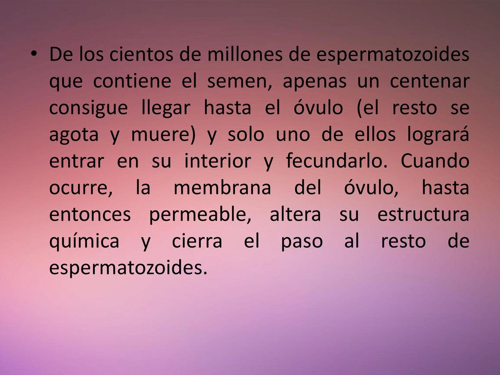 De los cientos de millones de espermatozoides que contiene el semen, apenas un centenar consigue llegar hasta el óvulo (el resto se agota y muere) y solo uno de ellos logrará entrar en su interior y fecundarlo.