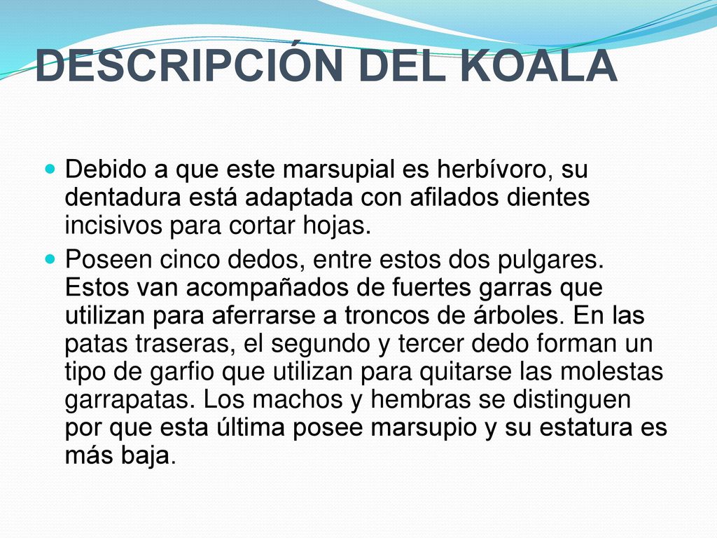 DESCRIPCIÓN DEL KOALA Debido a que este marsupial es herbívoro, su dentadura está adaptada con afilados dientes incisivos para cortar hojas.