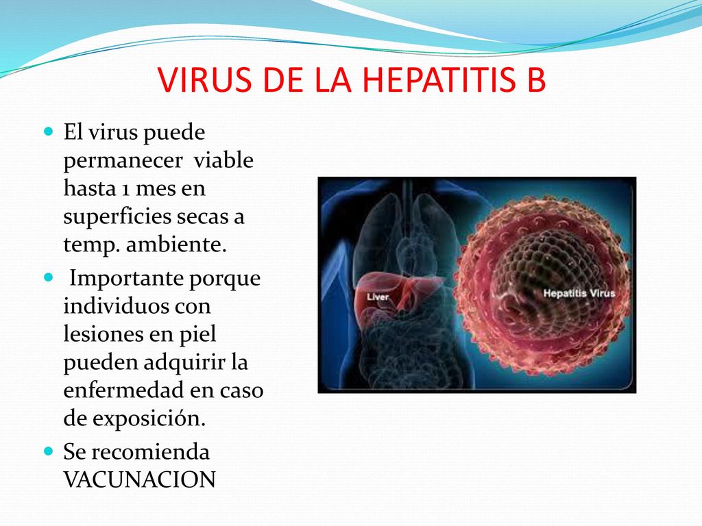 VIRUS DE LA HEPATITIS B El virus puede permanecer viable hasta 1 mes en superficies secas a temp. ambiente.