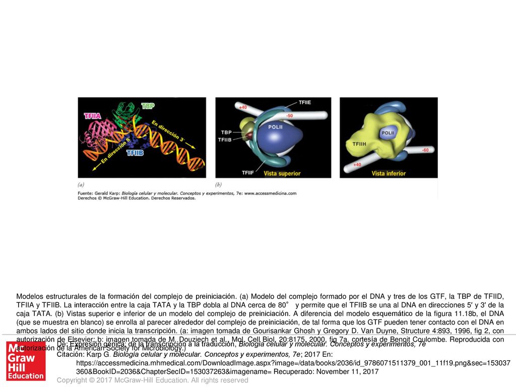 Modelos estructurales de la formación del complejo de preiniciación
