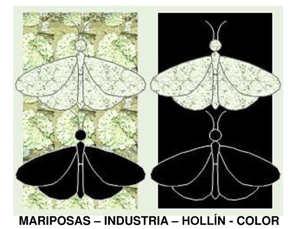 MARIPOSAS – INDUSTRIA – HOLLÍN - COLOR