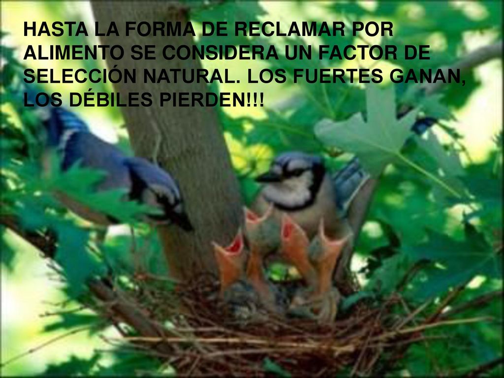 HASTA LA FORMA DE RECLAMAR POR ALIMENTO SE CONSIDERA UN FACTOR DE SELECCIÓN NATURAL.