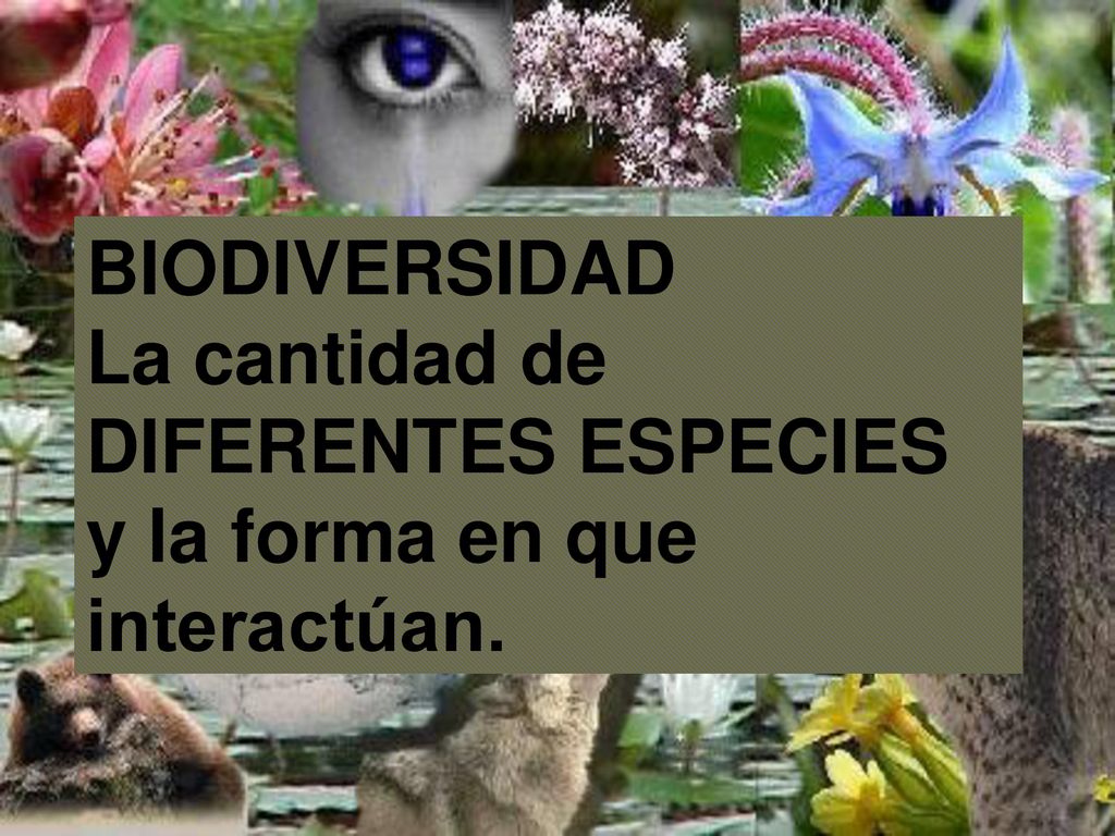 BIODIVERSIDAD La cantidad de DIFERENTES ESPECIES y la forma en que interactúan.