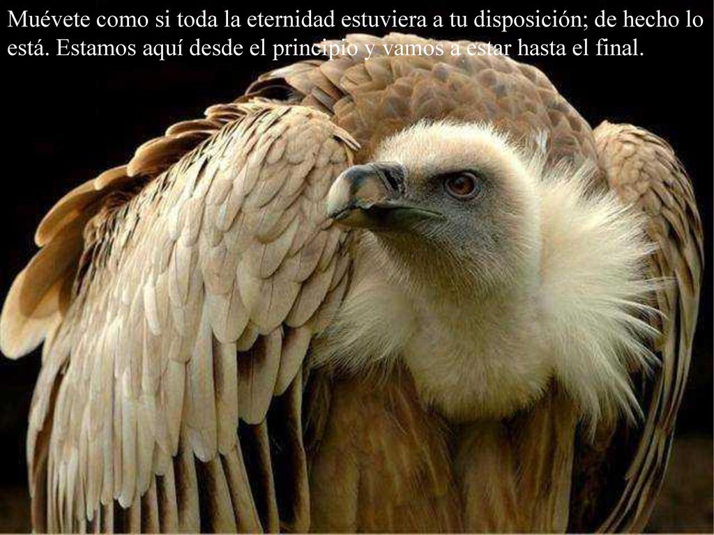 Muévete como si toda la eternidad estuviera a tu disposición; de hecho lo está.
