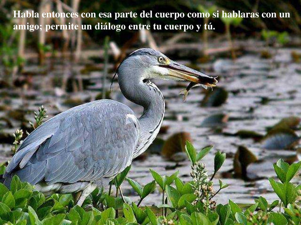 Habla entonces con esa parte del cuerpo como si hablaras con un amigo; permite un diálogo entre tu cuerpo y tú.