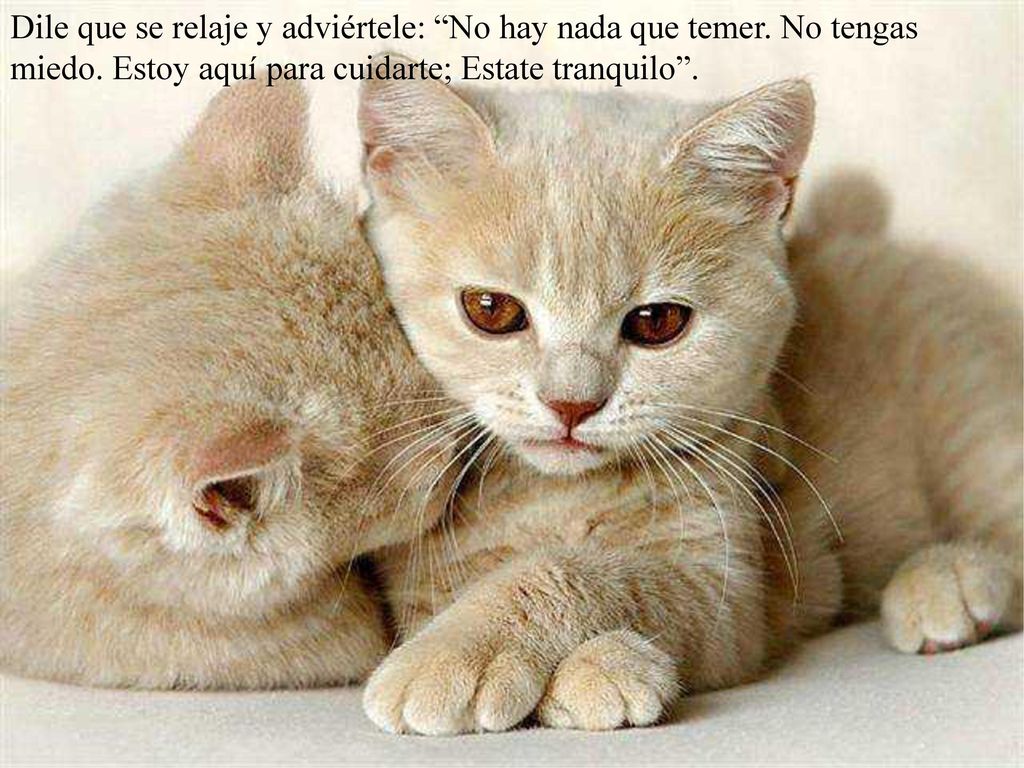 Dile que se relaje y adviértele: No hay nada que temer