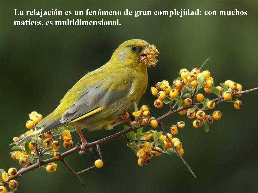 La relajación es un fenómeno de gran complejidad; con muchos matices, es multidimensional.