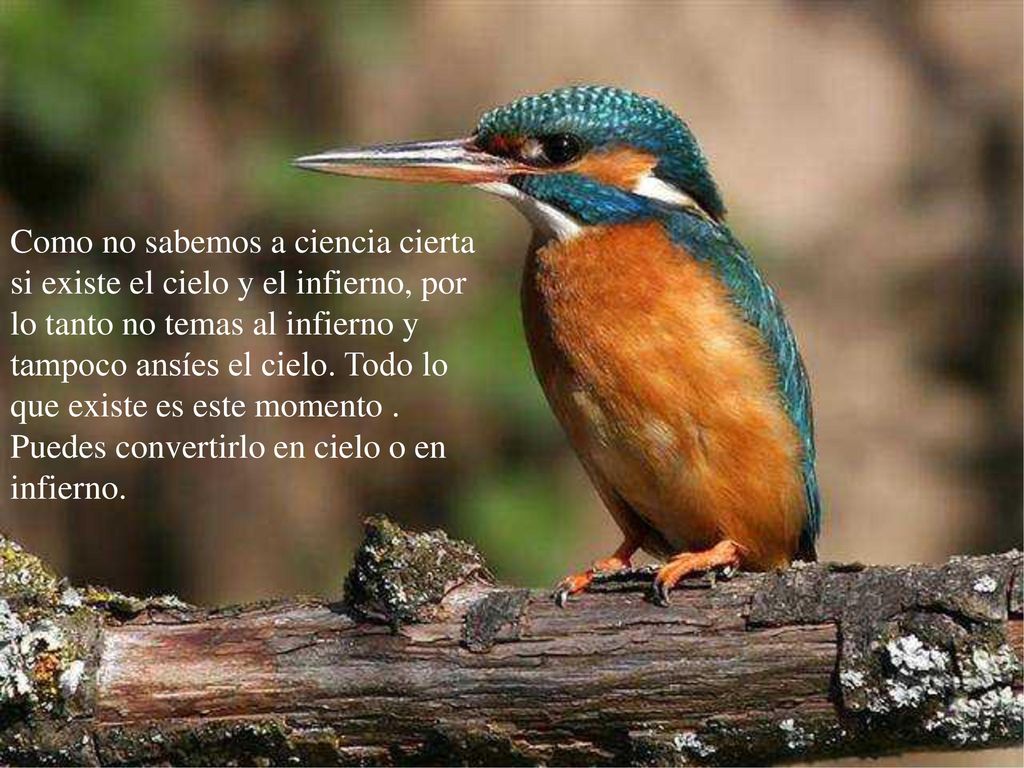 Como no sabemos a ciencia cierta si existe el cielo y el infierno, por lo tanto no temas al infierno y tampoco ansíes el cielo.
