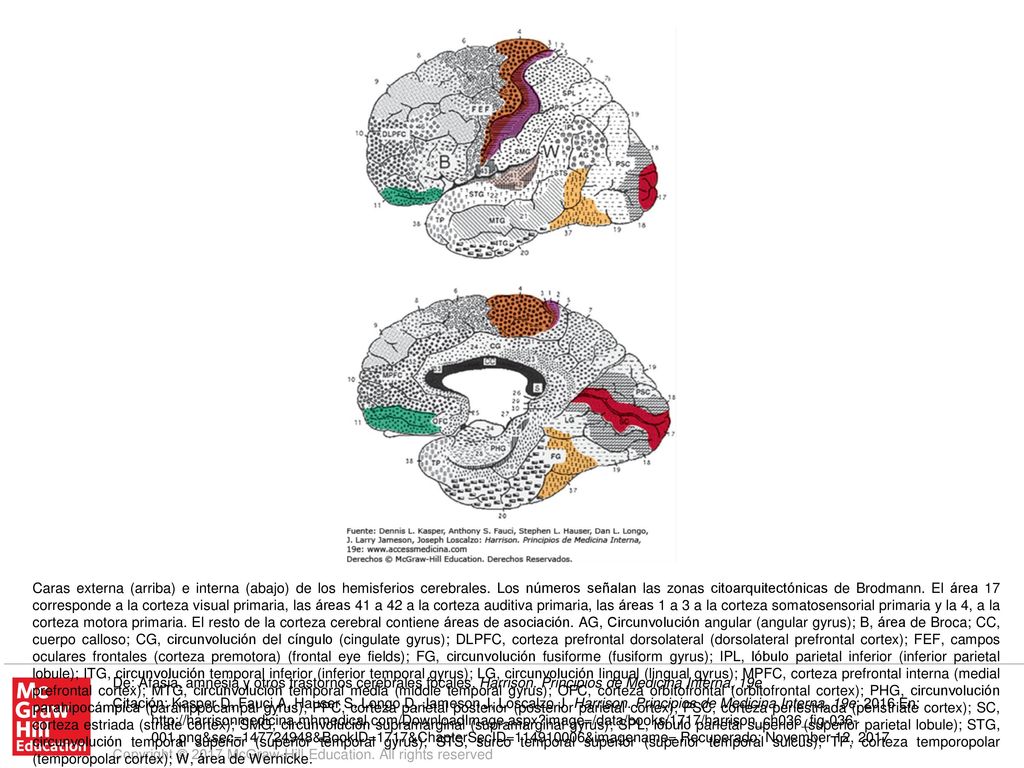 Caras externa (arriba) e interna (abajo) de los hemisferios cerebrales