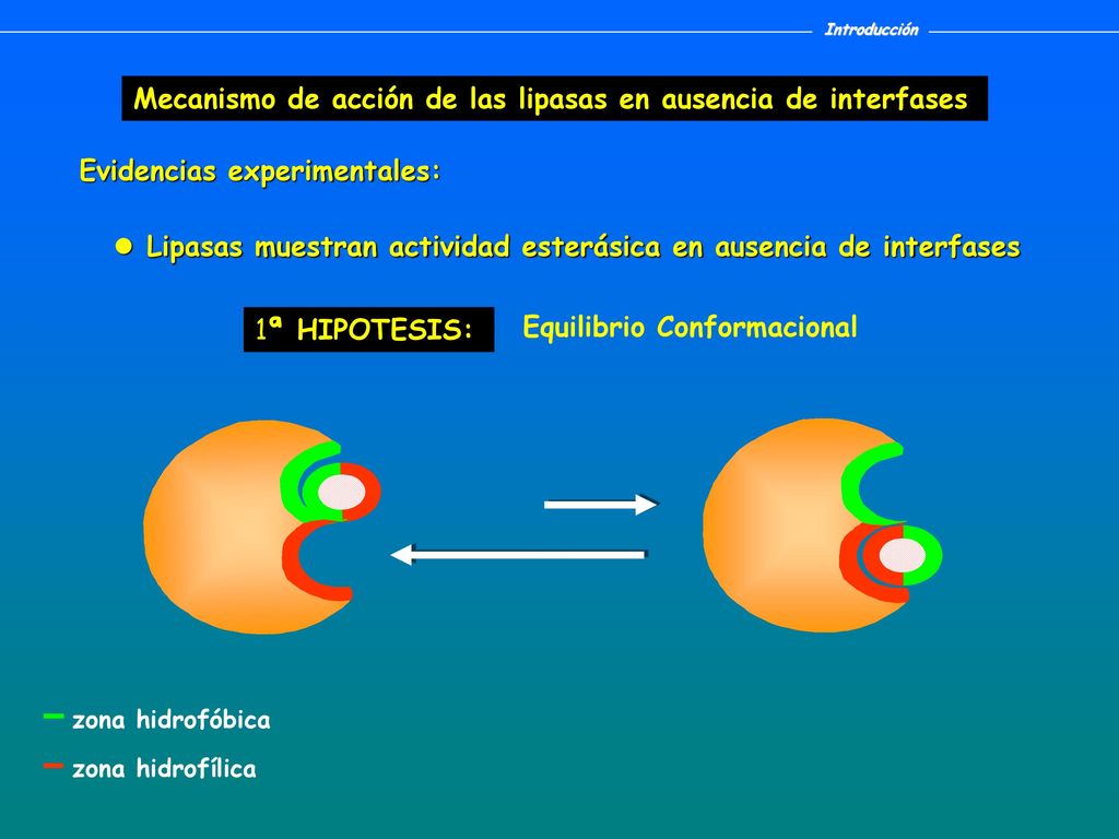 Mecanismo de acción de las lipasas en ausencia de interfases