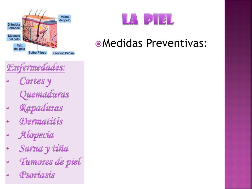 LA PIEL Medidas Preventivas: Enfermedades: Cortes y Quemaduras