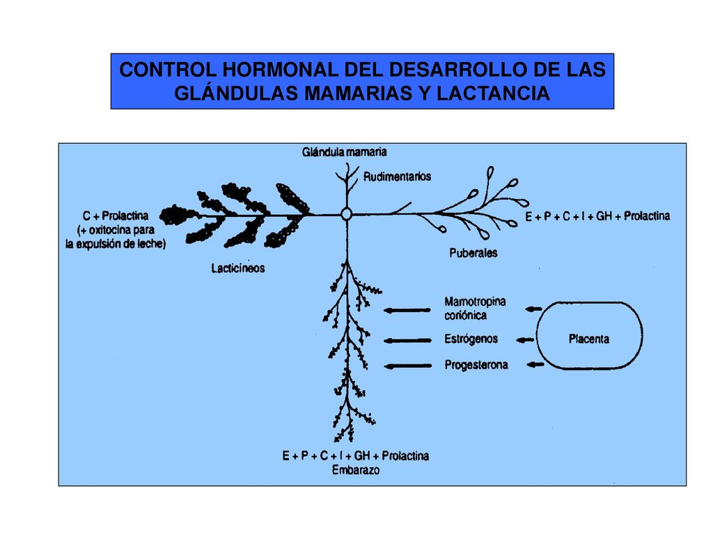 CONTROL HORMONAL DEL DESARROLLO DE LAS GLÁNDULAS MAMARIAS Y LACTANCIA