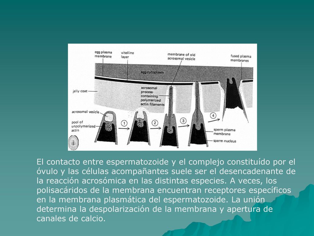 El contacto entre espermatozoide y el complejo constituído por el óvulo y las células acompañantes suele ser el desencadenante de la reacción acrosómica en las distintas especies.
