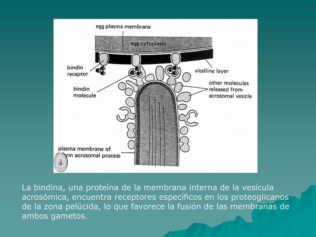 La bindina, una proteína de la membrana interna de la vesícula acrosómica, encuentra receptores específicos en los proteoglicanos de la zona pelúcida, lo que favorece la fusión de las membranas de ambos gametos.