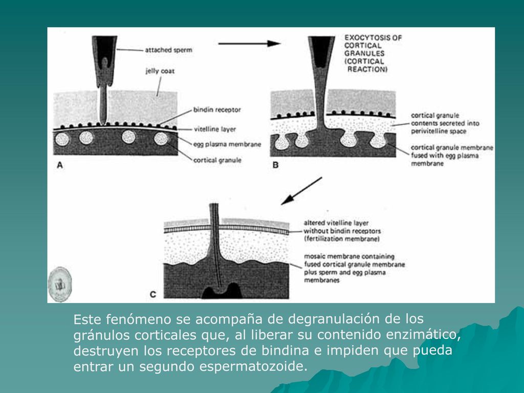 Este fenómeno se acompaña de degranulación de los gránulos corticales que, al liberar su contenido enzimático, destruyen los receptores de bindina e impiden que pueda entrar un segundo espermatozoide.