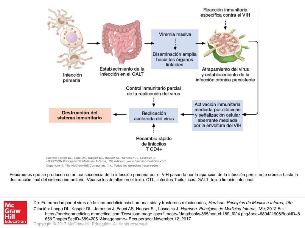 Fenómenos que se producen como consecuencia de la infección primaria por el VIH pasando por la aparición de la infección persistente crónica hasta la destrucción final del sistema inmunitario. Véanse los detalles en el texto. CTL, linfocitos T citolíticos; GALT, tejido linfoide intestinal.