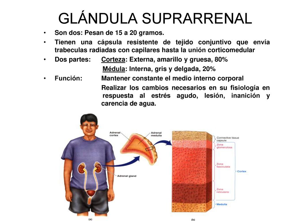 GLÁNDULA SUPRARRENAL Son dos: Pesan de 15 a 20 gramos.