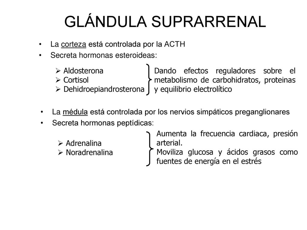 GLÁNDULA SUPRARRENAL La corteza está controlada por la ACTH