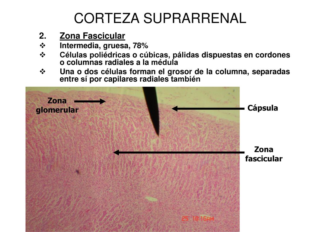 CORTEZA SUPRARRENAL 2. Zona Fascicular Intermedia, gruesa, 78%