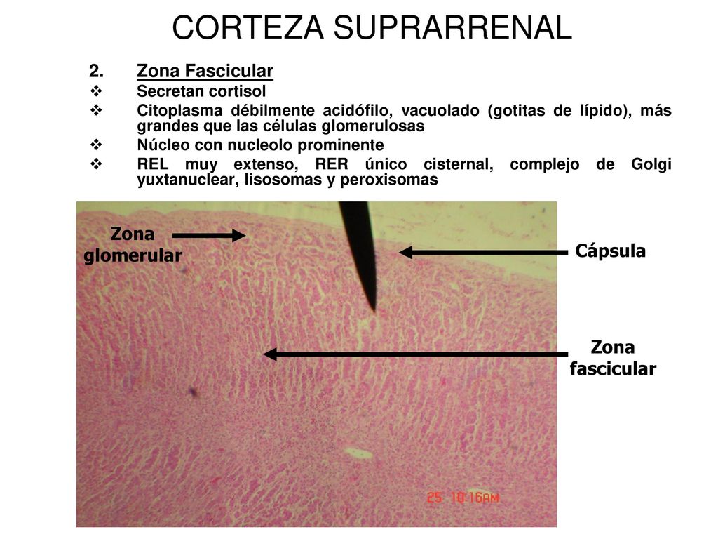 CORTEZA SUPRARRENAL 2. Zona Fascicular Zona glomerular Cápsula Zona