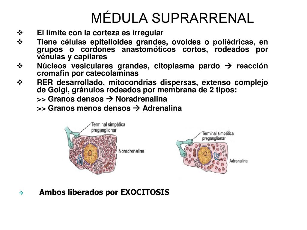 MÉDULA SUPRARRENAL El límite con la corteza es irregular