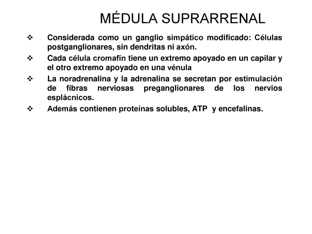 MÉDULA SUPRARRENAL Considerada como un ganglio simpático modificado: Células postganglionares, sin dendritas ni axón.