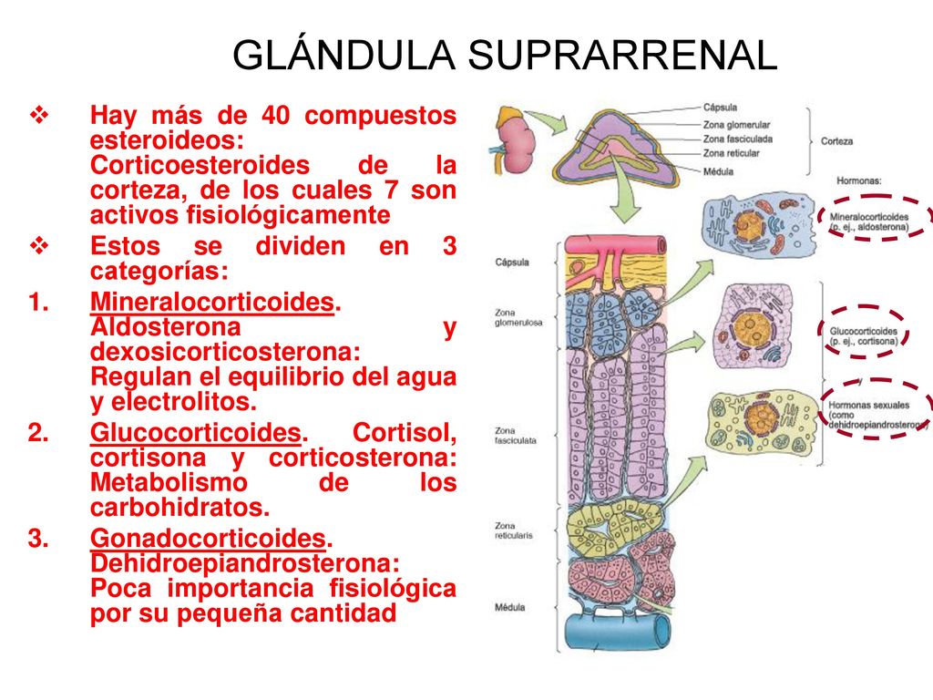 GLÁNDULA SUPRARRENAL Hay más de 40 compuestos esteroideos: Corticoesteroides de la corteza, de los cuales 7 son activos fisiológicamente.