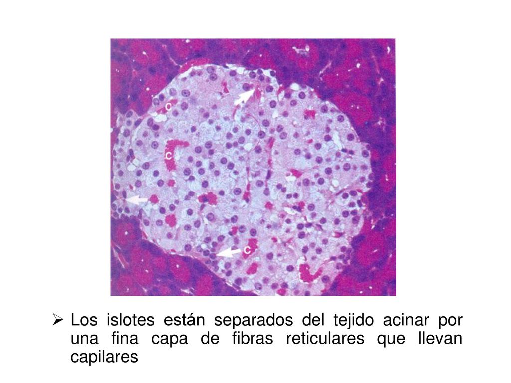 Los islotes están separados del tejido acinar por una fina capa de fibras reticulares que llevan capilares