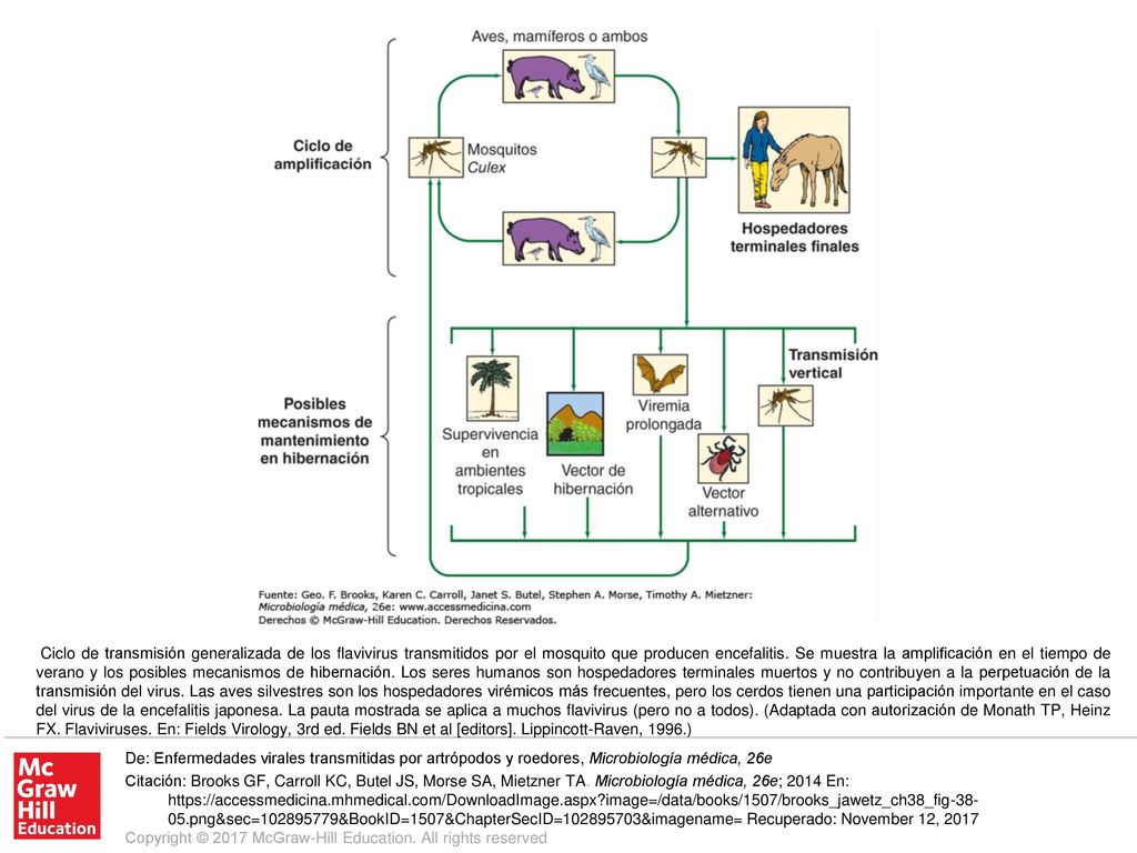Ciclo de transmisión generalizada de los flavivirus transmitidos por el mosquito que producen encefalitis. Se muestra la amplificación en el tiempo de verano y los posibles mecanismos de hibernación. Los seres humanos son hospedadores terminales muertos y no contribuyen a la perpetuación de la transmisión del virus. Las aves silvestres son los hospedadores virémicos más frecuentes, pero los cerdos tienen una participación importante en el caso del virus de la encefalitis japonesa. La pauta mostrada se aplica a muchos flavivirus (pero no a todos). (Adaptada con autorización de Monath TP, Heinz FX. Flaviviruses. En: Fields Virology, 3rd ed. Fields BN et al [editors]. Lippincott-Raven, 1996.)