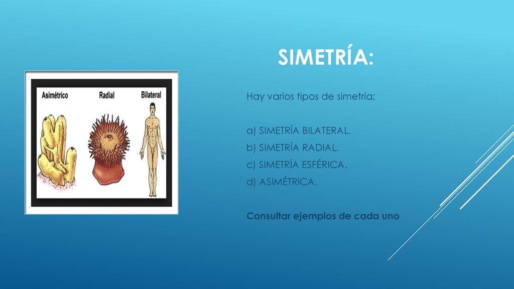 SIMETRÍA: Hay varios tipos de simetría: a) SIMETRÍA BILATERAL.