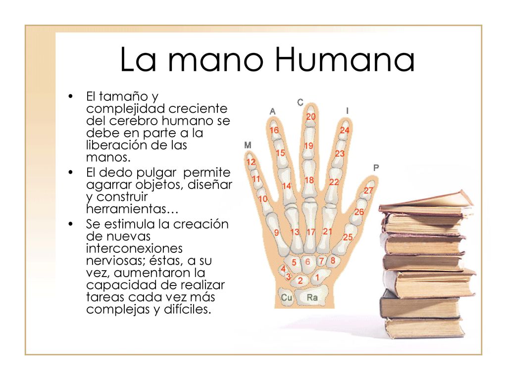 La mano Humana El tamaño y complejidad creciente del cerebro humano se debe en parte a la liberación de las manos.