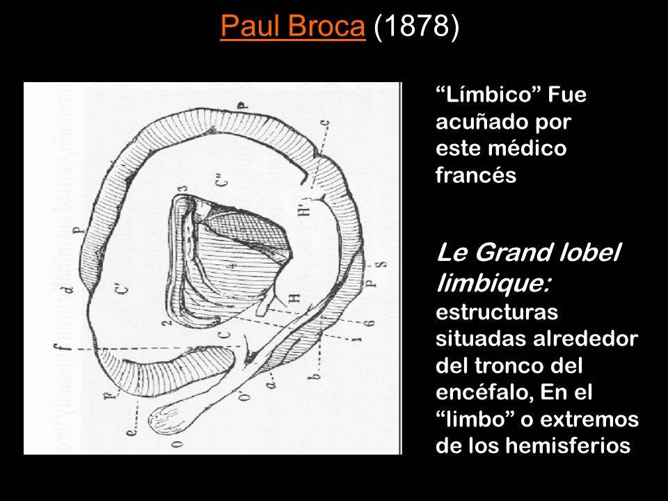 Paul Broca (1878) Límbico Fue acuñado por este médico francés.