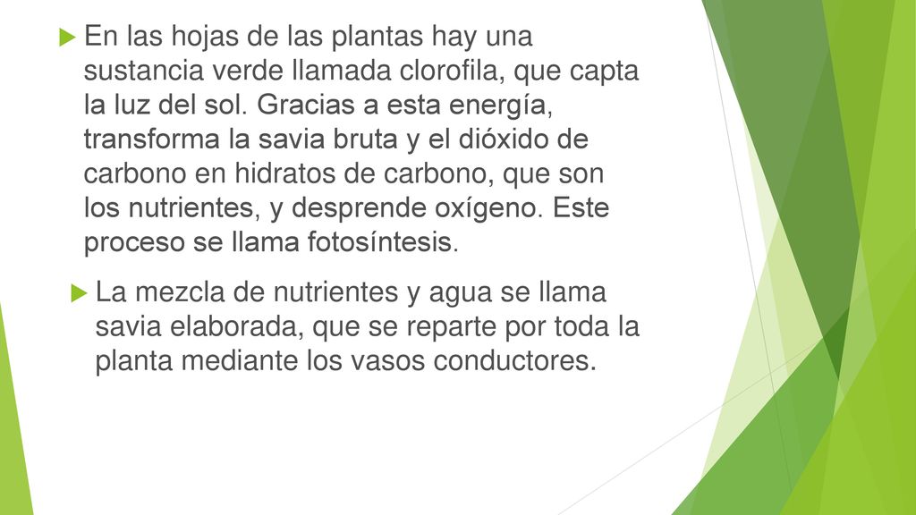 En las hojas de las plantas hay una sustancia verde llamada clorofila, que capta la luz del sol. Gracias a esta energía, transforma la savia bruta y el dióxido de carbono en hidratos de carbono, que son los nutrientes, y desprende oxígeno. Este proceso se llama fotosíntesis.