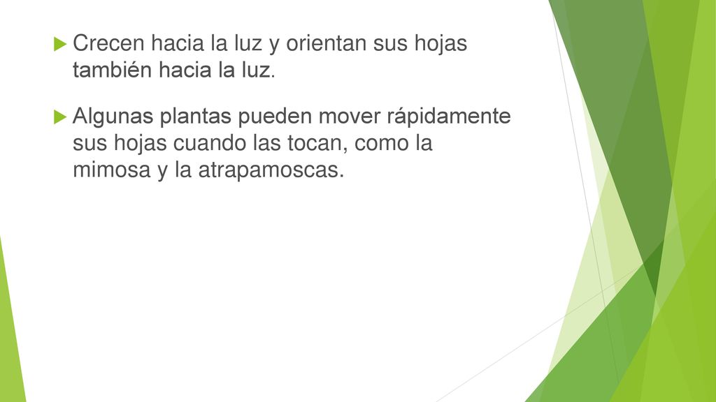 Crecen hacia la luz y orientan sus hojas también hacia la luz.