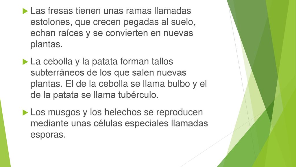 Las fresas tienen unas ramas llamadas estolones, que crecen pegadas al suelo, echan raíces y se convierten en nuevas plantas.