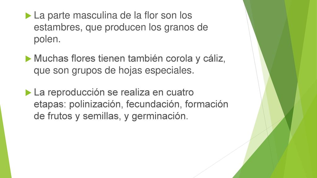 La parte masculina de la flor son los estambres, que producen los granos de polen.