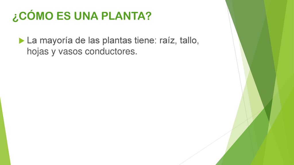 ¿CÓMO ES UNA PLANTA La mayoría de las plantas tiene: raíz, tallo, hojas y vasos conductores.
