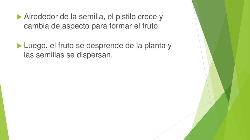 Alrededor de la semilla, el pistilo crece y cambia de aspecto para formar el fruto.