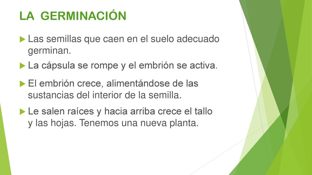 LA GERMINACIÓN Las semillas que caen en el suelo adecuado germinan.