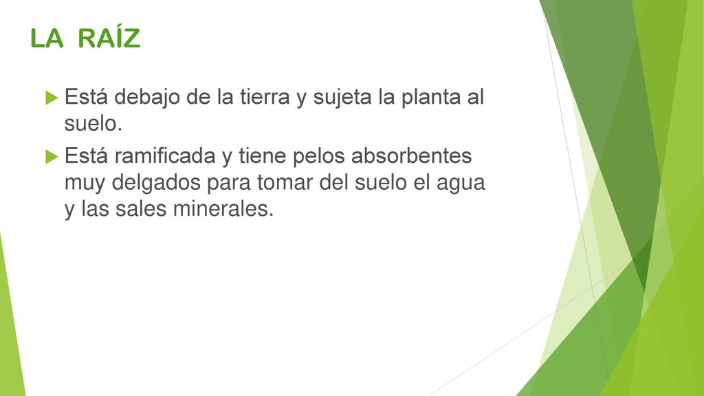 LA RAÍZ Está debajo de la tierra y sujeta la planta al suelo.