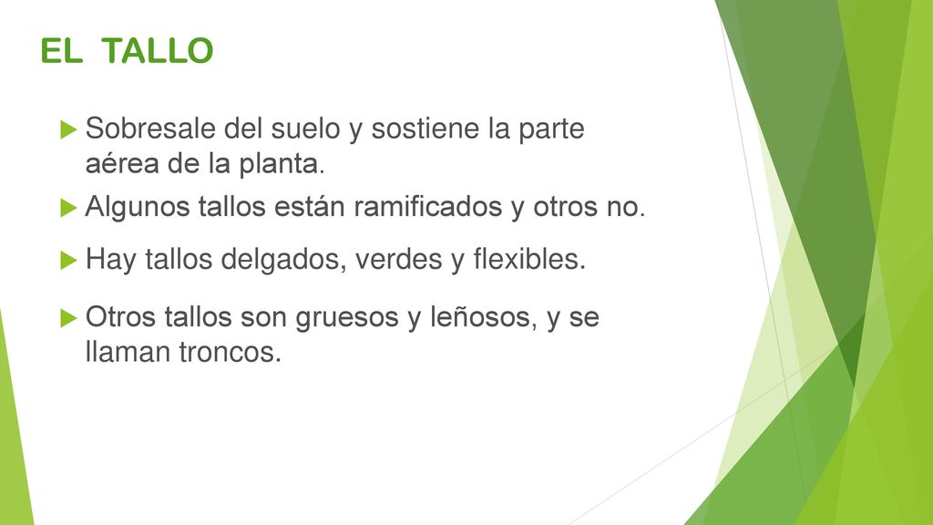 EL TALLO Sobresale del suelo y sostiene la parte aérea de la planta.