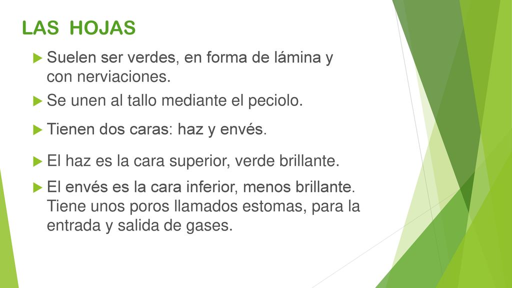 LAS HOJAS Suelen ser verdes, en forma de lámina y con nerviaciones.