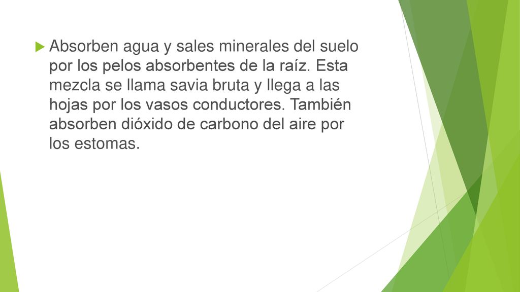 Absorben agua y sales minerales del suelo por los pelos absorbentes de la raíz.
